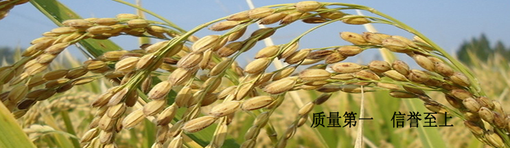 GB 1350-2009 稻谷